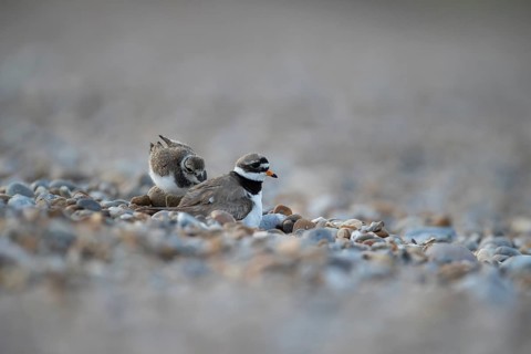 Ringed plover (Charadrius hiaticula) adult parent wader and juvenile baby bird on a shingle beach