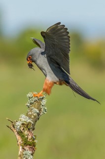 Red-Footed Falcon (Falco vespertinus), adult male landing on a branch, Galicia, Spain