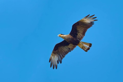 A caracara soars majestically through the clear blue sky with its wings outstretched: the crested