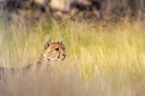Cheetah (Acinonyx jubatus). Female. Kalahari Desert, Kgalagadi Transfrontier Park, South Africa