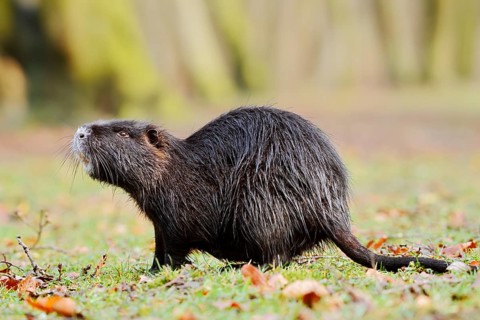 Nutria or swamp beaver (Myocastor coypus) on the shore, North Rhine-Westphalia, Germany, neozoon in