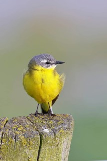 Yellow Wagtail (Motacilla flava) perched on a pasture fence post, Dümmer, Lake Dümmer, Ochsenmoor,