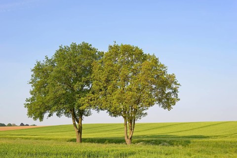 Deciduous trees, maple (Acer) in a countryside landscape, blue sky with clouds, North