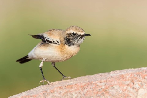 Desert Wheatear (Oenanthe deserti homochroa) Eilat, Israel