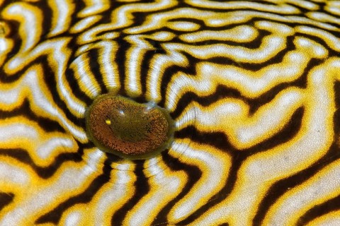 Eye detail of a Map puffer fish, (Arothron mappa), Dumaguete, Philippines, Pacific