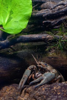 Astacus astacus, crayfish, European crayfish, European crayfish, crayfish, arthropods, crabs,