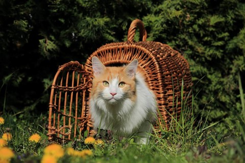 An orange and white cat emerges from a basket in a sunny meadow full of dandelions, a Maine Coon