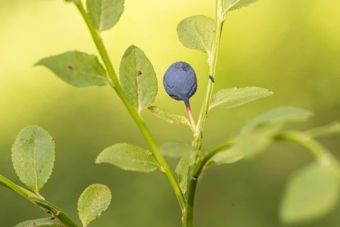 Blueberry (Vaccinium myrtillus), Emsland, Lower Saxony, Germany