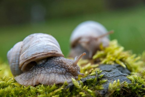 Burgundy snail, helix pomatia, roman snail, gastropod, mollusca, molluscs, snails, snails, molluscs