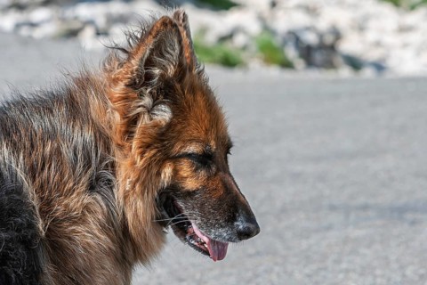 Old German Shepherd Dog, Provence, France