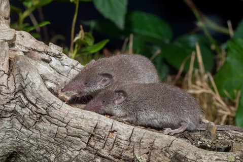 Crocidura Russula, Greater White-Toothed Shrew, House Shrew, Insectivora, Insectivora, Adolescent,