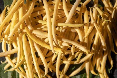 A bunch of yellow beans on green leaves