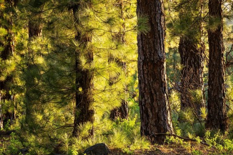 Pine forest, Canary Island pine (Pinus canariensis), evening light, golden hour. La Palma, Canary