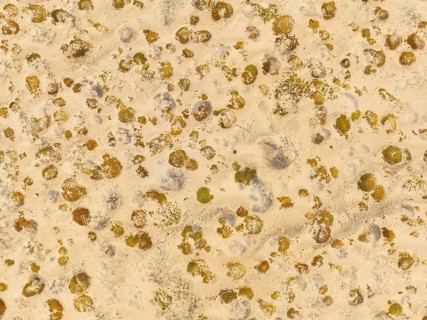 Sparse desert vegetation, mainly Salsola species. Aerial view. Drone shot. Namib Desert, Skeleton