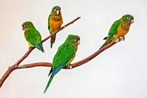 Four parrots are perched interactively on a branch, the cactus parakeet, also known as the Caatinga