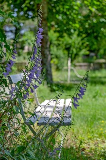 Field bellflower (Campanula rapunculoides) in front of a white park bench, Provence, France