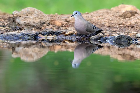Bronze-spotted Dove (Turtur chalcospilos), adult, by the water, alert, Kruger National Park, South