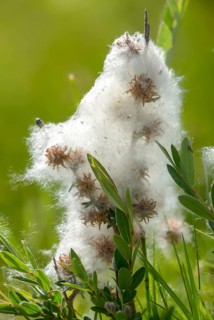 Creeping willow, moor willow, salicaceae, salix repens, willow plants, flora, high size, vertical