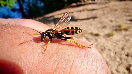 A field wasp (Polistinae) perched on a human finger in a sandy environment under bright light,