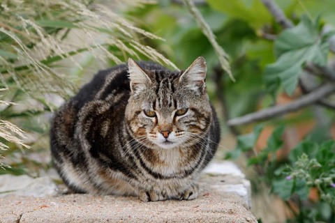 House cat lying on a wall, Algarve, Portugal