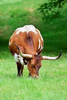Texas longhorn cow grazing in a meadow, Meienberg, Canton of Aargau, Switzerland