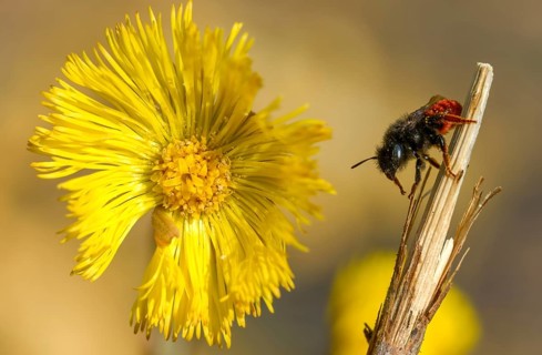 Apidae, bees, hymenoptera, mason bee, osmia bicornis, osmia rufa, red mason bee, insects