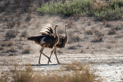 Two females, common ostrich (Struthio camelus) fluffed up up, Kgalagadi Transfrontier National