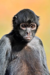 Colombian spider monkey (Ateles fusciceps rufiventris, Ateles fusciceps robustus), portrait,