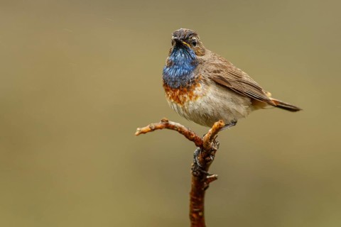 Bluethroat (Luscinia svecica), perched, Castile and Leon, Spain