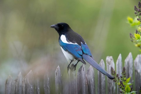 Magpie, pica pica, birds, corvidae family of birds, garden, garden fence, garden fence, passeri,