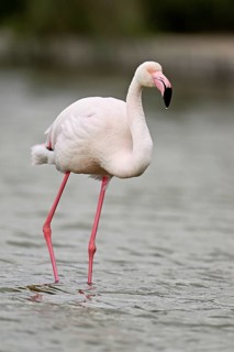 A greater flamingo (Phoenicopterus roseus), standing in the water, Camargue Regional Nature Park,