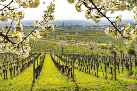 Spring in the vineyard near Sankt Martin, Southern Wine Route, Rhineland-Palatinate, Germany