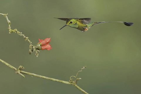 Booted Racket-tail (Ocreatus underwoodii), Ecuador