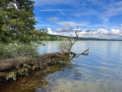 A fallen tree in the water of a lake under a blue sky with clouds, Sempachersee, Sempach, Canton of