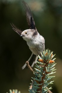 Aegithalos caudate, long-tailed tit, birds, high size, portrait format, tits, passeri, songbirds,