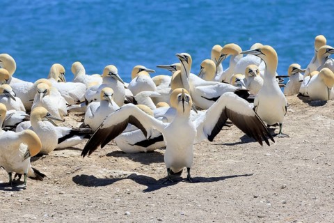 Cape Gannet (Morus capensis), adult, taking flight, flying off, taking off, on land, coast, beach,