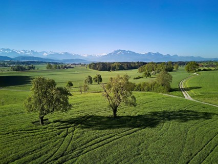 High trunk fruit trees, fields and meadows, in the back the snow-covered Alps with Mount Pilatus,