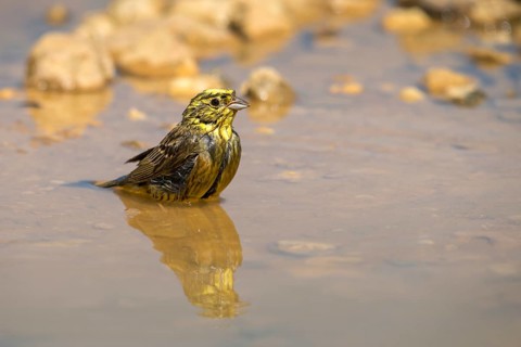 Emberiza Citrinella, Yellowhammer, Yellowhammer, Bath, Bird Bath, Birds, Mirror, Passeri,