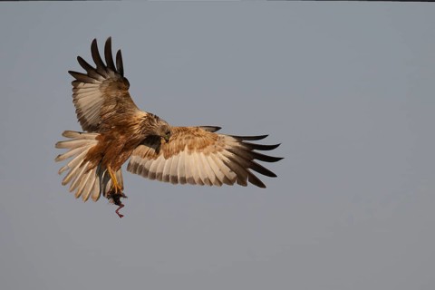 Marsh harrier (Circus aeruginosus), Texel, Netherlands