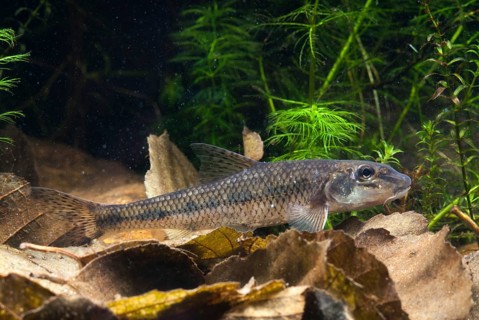 Gobio Gobio, Gründling, Gudgeon, Cress, Fishes, Pisces