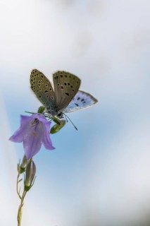 Ant blue, glaucopsyche arion, large blue, maculinea arion, phengaris arion, quendel ant blue, thyme