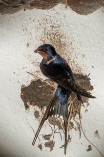 Hirundo rustica, barn swallow, birds, brood, high size, portrait format, nest building, passeri,