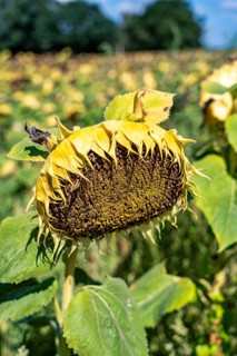A sunflower field, the plants are still maturing and not yet completely dried, only then are they