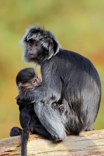 Javan lutung (Trachypithecus auratus), a female and her young sitting on a tree trunk, in