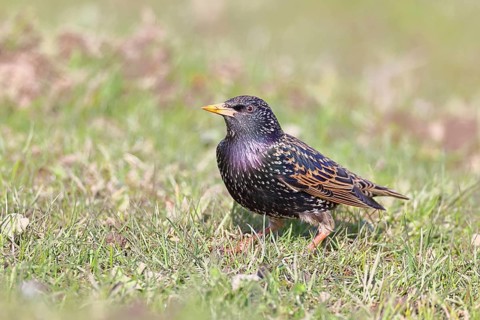 Starling (Sturnus vulgaris), adult garden bird, foraging in a meadow, nature reserve on the Rhine,