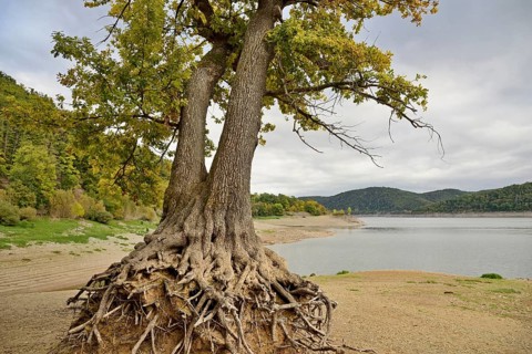A solitary oak tree (Quercus) with its roots exposed on the shore of Lake Eder at low water,