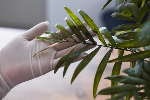 A person woman in white gloves examines a green leaf of a potted plant inside a bright room. The