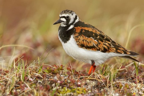 Ruddy Turnstone (Arenaria interpres) perched on the tundra in Nome, Alaska