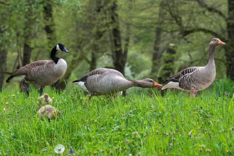 Anser Anser, Branta Canadensis, Canada Goose, Dunenjunge, Elsteral, Germany, Greylag or Graylag