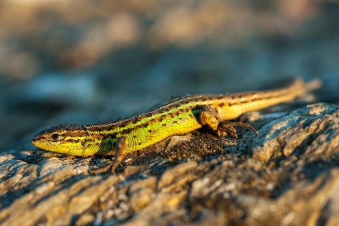 Psammodromus hispanicus, Spanish sandstrider, Spanish psammodromus, Spanish sand racer, critters,